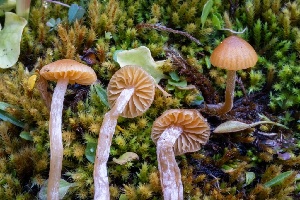  ( - FDS-CA-06590)  @11 [ ] by-nc (2024) Taye Bright Fungal Diversity Survey