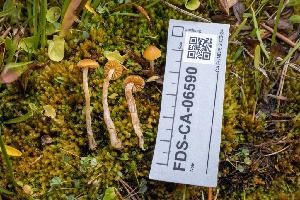  ( - FDS-CA-06590)  @11 [ ] by-nc (2024) Taye Bright Fungal Diversity Survey