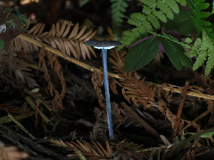  ( - FDS-CA-06784)  @11 [ ] by (2024) Justin Paulin Fungal Diversity Survey