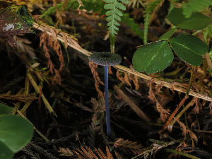  ( - FDS-CA-06784)  @11 [ ] by (2024) Justin Paulin Fungal Diversity Survey