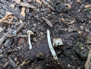  ( - FDS-CA-03878)  @11 [ ] by-nc (2024) Stu Pickell Fungal Diversity Survey