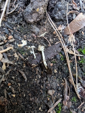  ( - FDS-CA-03878)  @11 [ ] by-nc (2024) Stu Pickell Fungal Diversity Survey