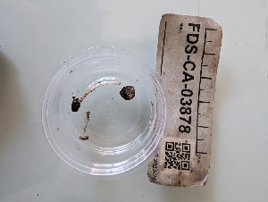  ( - FDS-CA-03878)  @11 [ ] by-nc (2024) Stu Pickell Fungal Diversity Survey