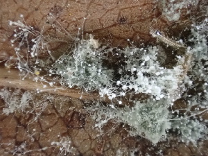  ( - FDS-CA-02453)  @11 [ ] by-nc (2024) Jaren Hockert Fungal Diversity Survey