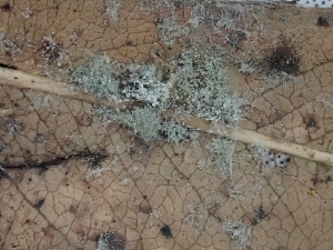  ( - FDS-CA-02453)  @11 [ ] by-nc (2024) Jaren Hockert Fungal Diversity Survey