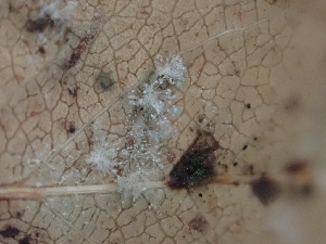  ( - FDS-CA-02453)  @11 [ ] by-nc (2024) Jaren Hockert Fungal Diversity Survey
