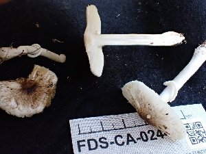  ( - FDS-CA-02449)  @11 [ ] by-nc (2024) Jaren Hockert Fungal Diversity Survey
