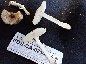  ( - FDS-CA-02449)  @11 [ ] by-nc (2024) Jaren Hockert Fungal Diversity Survey