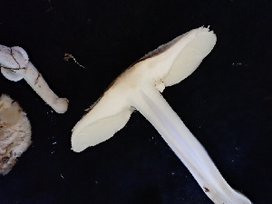  ( - FDS-CA-02449)  @11 [ ] by-nc (2024) Jaren Hockert Fungal Diversity Survey