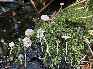  (Phloeomana sp. CA08 - FDS-CA-08599)  @11 [ ] by-nc (2024) Dean Lyons Fungal Diversity Survey