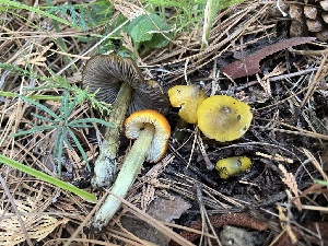  ( - FDS-CA-08600)  @11 [ ] by-nc (2024) Dean Lyons Fungal Diversity Survey