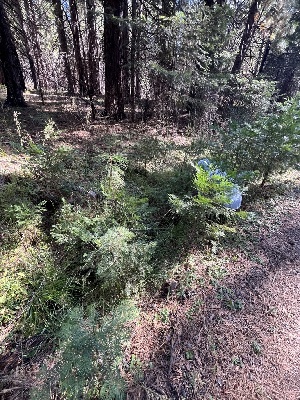  ( - FDS-CA-08600)  @11 [ ] by-nc (2024) Dean Lyons Fungal Diversity Survey