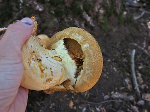  ( - FDS-CA-05999)  @11 [ ] by-nc (2024) Fresno Mycology Society Fungal Diversity Survey