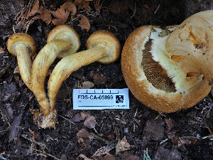  ( - FDS-CA-05999)  @11 [ ] by-nc (2024) Fresno Mycology Society Fungal Diversity Survey
