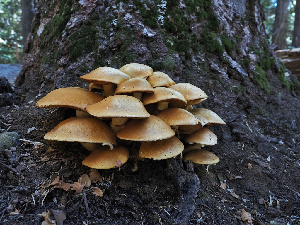  ( - FDS-CA-05999)  @11 [ ] by-nc (2024) Fresno Mycology Society Fungal Diversity Survey