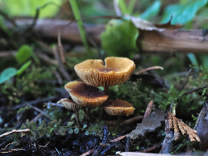  ( - FDS-CA-07005)  @11 [ ] by-nc (2024) Fresno Mycology Society Fungal Diversity Survey