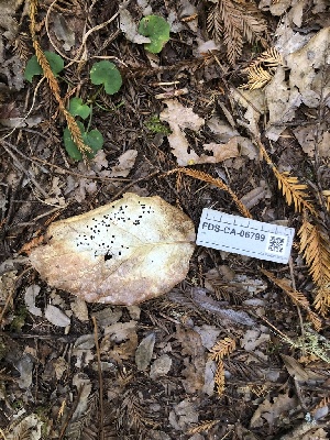  ( - FDS-CA-06799)  @11 [ ] by (2024) Justin Paulin Fungal Diversity Survey