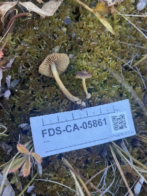  ( - FDS-CA-05861)  @11 [ ] by-nc (2024) Dean Lyons Fungal Diversity Survey