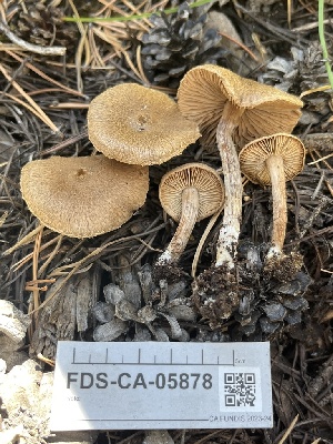  ( - FDS-CA-05878)  @11 [ ] by-nc (2024) Dean Lyons Fungal Diversity Survey