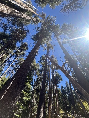  ( - FDS-CA-05878)  @11 [ ] by-nc (2024) Dean Lyons Fungal Diversity Survey