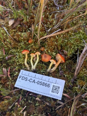  ( - FDS-CA-05866)  @11 [ ] by-nc (2024) Dean Lyons Fungal Diversity Survey