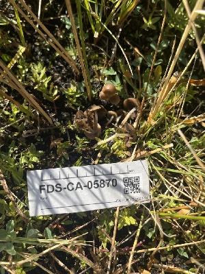  ( - FDS-CA-05870)  @11 [ ] by-nc (2024) Dean Lyons Fungal Diversity Survey