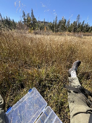  ( - FDS-CA-05870)  @11 [ ] by-nc (2024) Dean Lyons Fungal Diversity Survey