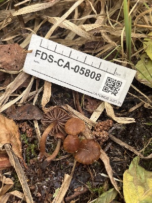  ( - FDS-CA-05808)  @11 [ ] by-nc (2024) Dean Lyons Fungal Diversity Survey