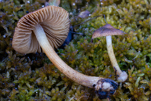  ( - FDS-CA-05861)  @11 [ ] by-nc (2024) Dean Lyons Fungal Diversity Survey