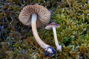  ( - FDS-CA-05861)  @11 [ ] by-nc (2024) Dean Lyons Fungal Diversity Survey