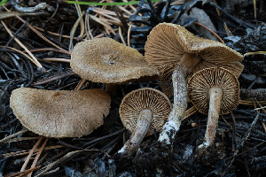  ( - FDS-CA-05878)  @11 [ ] by-nc (2024) Dean Lyons Fungal Diversity Survey