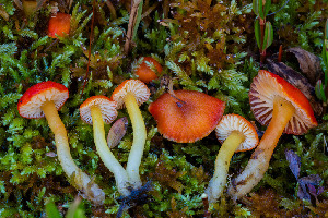  ( - FDS-CA-05866)  @11 [ ] by-nc (2024) Dean Lyons Fungal Diversity Survey