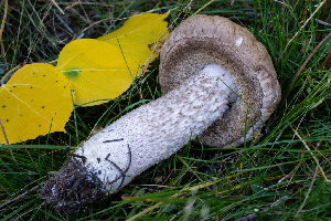  (Leccinum californicum - FDS-CA-05877)  @11 [ ] by-nc (2024) Dean Lyons Fungal Diversity Survey