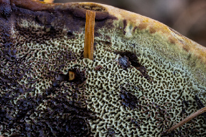 ( - FDS-CA-05875)  @11 [ ] by-nc (2024) Dean Lyons Fungal Diversity Survey
