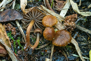  ( - FDS-CA-05808)  @11 [ ] by-nc (2024) Dean Lyons Fungal Diversity Survey