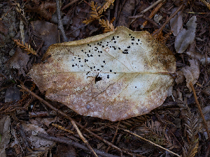  ( - FDS-CA-06799)  @11 [ ] by (2024) Justin Paulin Fungal Diversity Survey