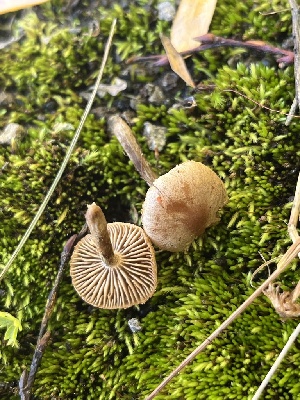  ( - FDS-CA-05840)  @11 [ ] by-nc (2024) Dean Lyons Fungal Diversity Survey