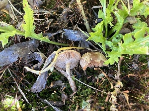  ( - FDS-CA-05840)  @11 [ ] by-nc (2024) Dean Lyons Fungal Diversity Survey