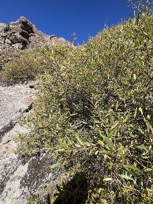  ( - FDS-CA-05840)  @11 [ ] by-nc (2024) Dean Lyons Fungal Diversity Survey