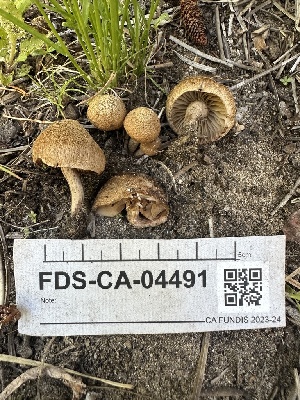  (Inocybe sp. beaucensis - FDS-CA-04491)  @11 [ ] by-nc (2024) Bat Vardeh Fungal Diversity Survey