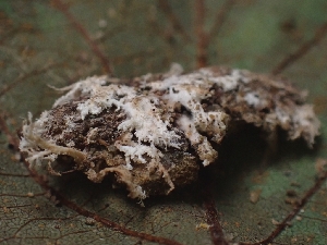  ( - FDS-CA-08075)  @11 [ ] by (2024) Mandy Hackney Fungal Diversity Survey