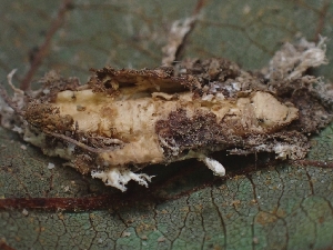  ( - FDS-CA-08075)  @11 [ ] by (2024) Mandy Hackney Fungal Diversity Survey