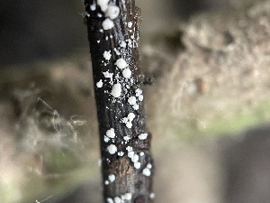  (Clonostachys - FDS-CA-02475)  @11 [ ] by-nc (2024) Jaren Hockert Fungal Diversity Survey