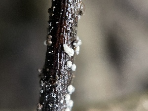  ( - FDS-CA-02475)  @11 [ ] by-nc (2024) Jaren Hockert Fungal Diversity Survey