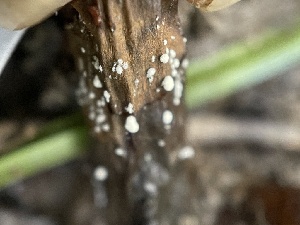  ( - FDS-CA-02475)  @11 [ ] by-nc (2024) Jaren Hockert Fungal Diversity Survey