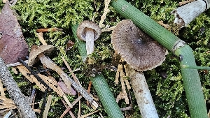  (Inocybe sp. CA68 - FDS-CA-01113)  @11 [ ] by-nc (2024) Thea Chesney Fungal Diversity Survey