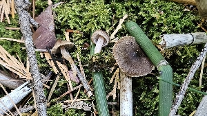  ( - FDS-CA-01113)  @11 [ ] by-nc (2024) Thea Chesney Fungal Diversity Survey
