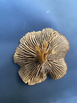  ( - FDS-CA-07592)  @11 [ ] c (2024) Marinna Grijalva Fungal Diversity Survey