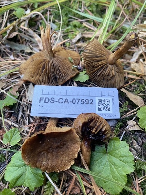 ( - FDS-CA-07592)  @11 [ ] c (2024) Marinna Grijalva Fungal Diversity Survey