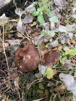  ( - FDS-CA-07592)  @11 [ ] c (2024) Marinna Grijalva Fungal Diversity Survey